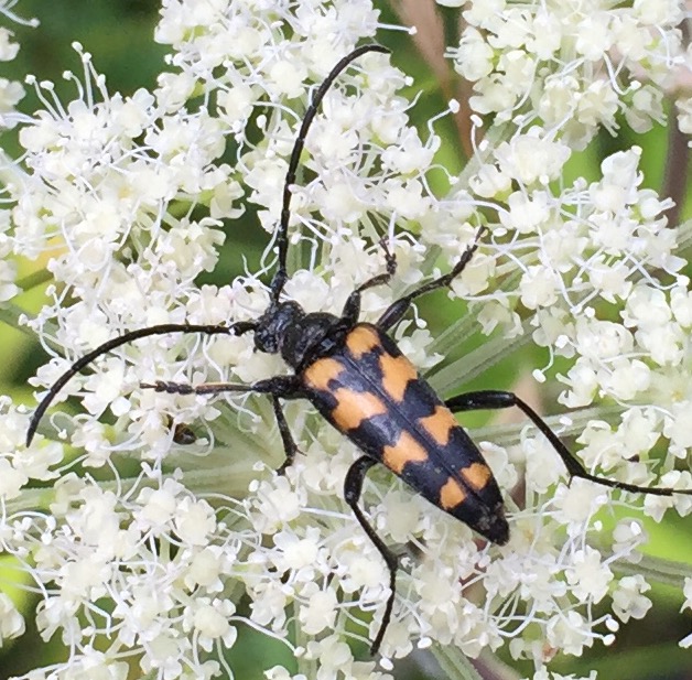 Lepturino di media montagna:   Leptura quadrifasciata