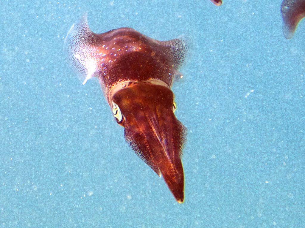 Squids from Cyprus: Sepioteuthis lessoniana
