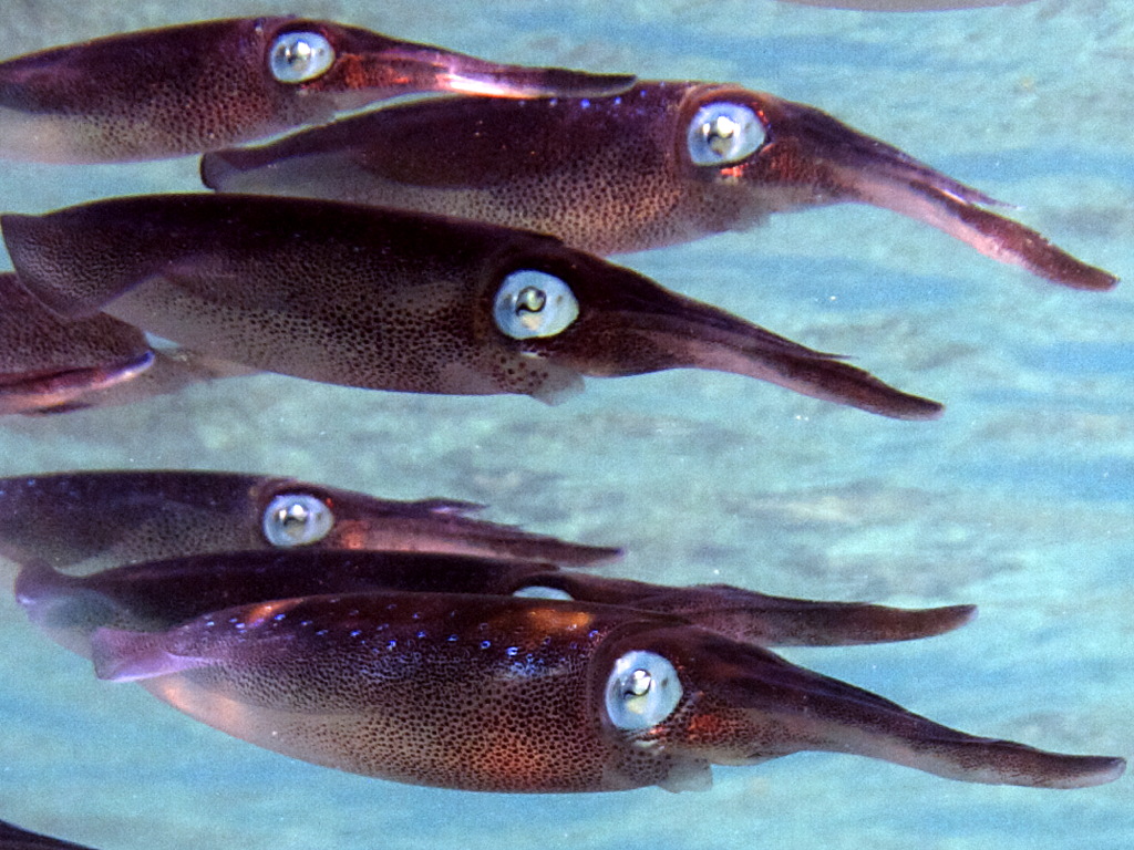 Squids from Cyprus: Sepioteuthis lessoniana
