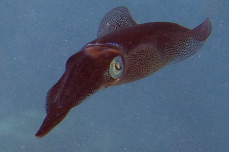 Squids from Cyprus: Sepioteuthis lessoniana
