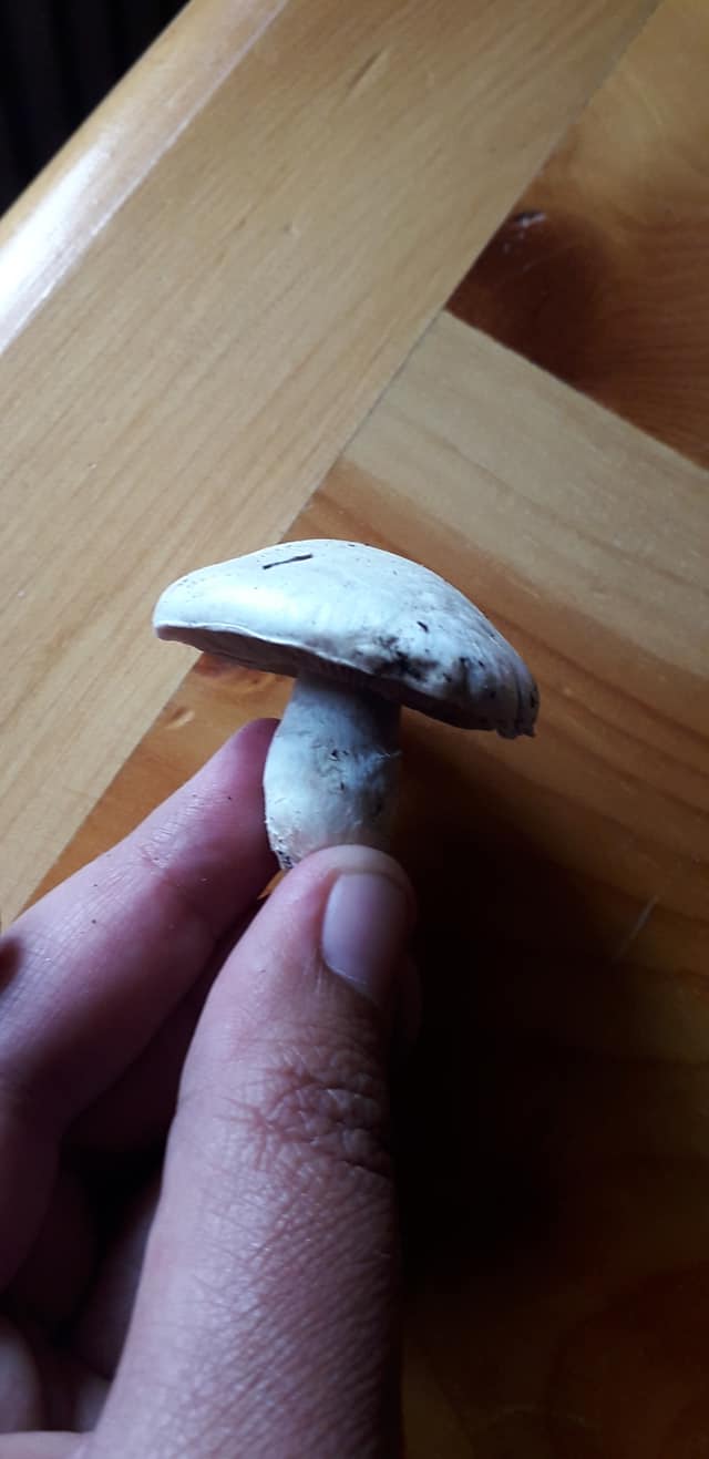3 funghi trovati oggi da determinare