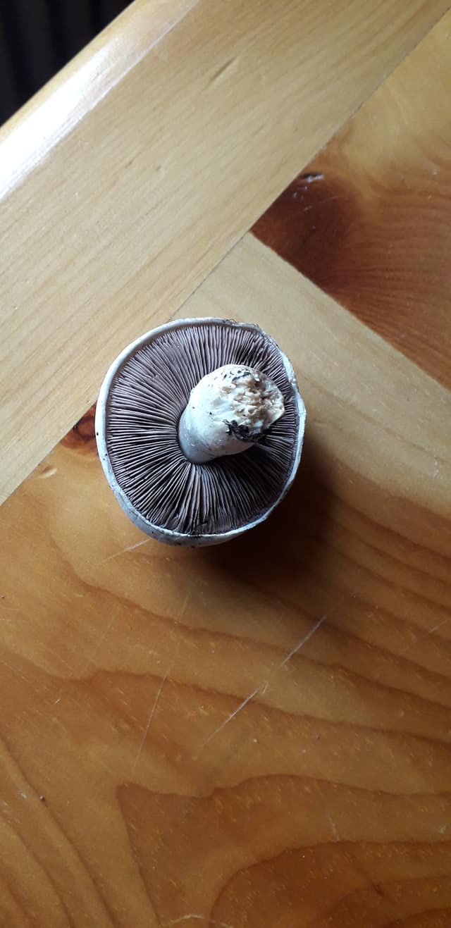 3 funghi trovati oggi da determinare