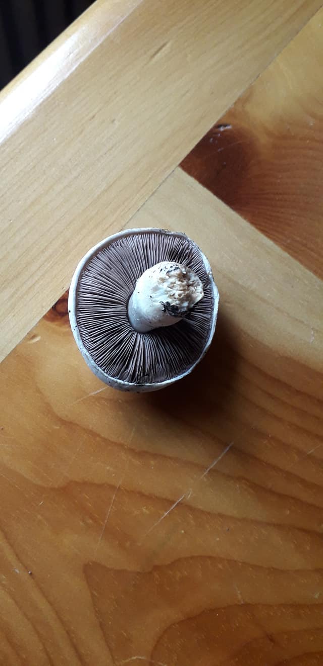 3 funghi trovati oggi da determinare