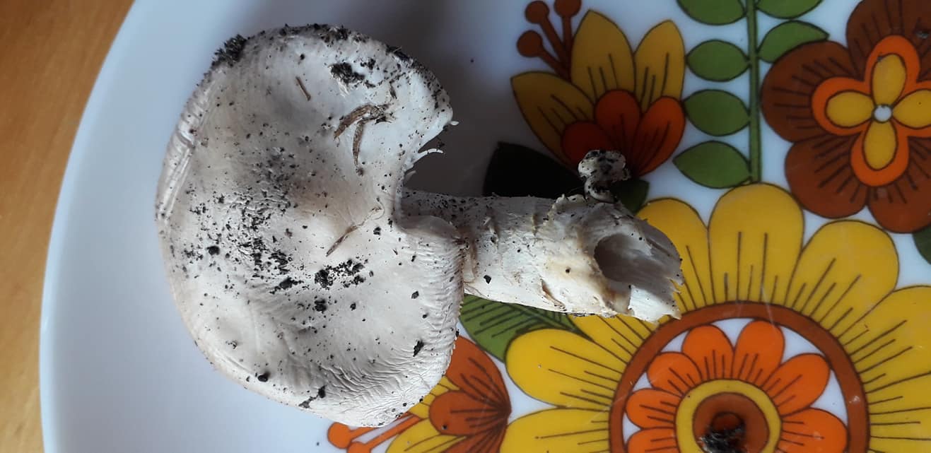 3 funghi trovati oggi da determinare