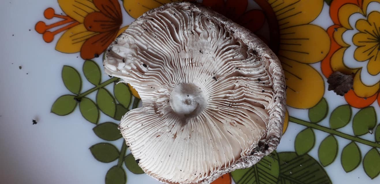 3 funghi trovati oggi da determinare