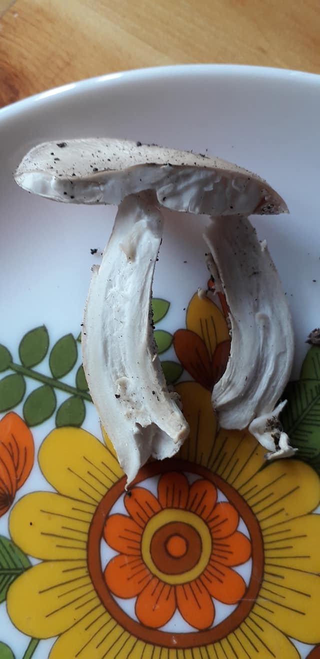 3 funghi trovati oggi da determinare