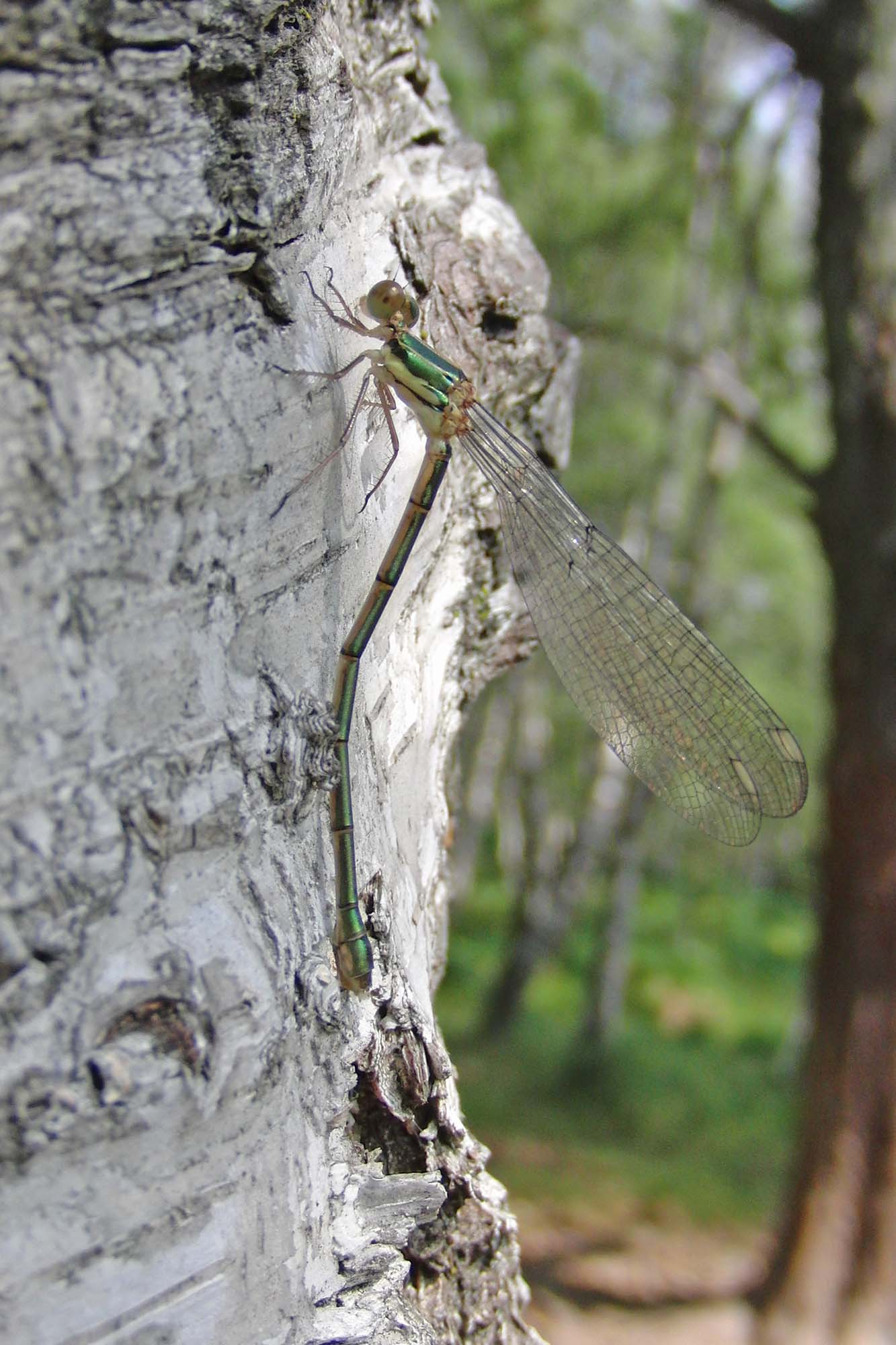 Lestes viridis? no, Lestes virens vestalis