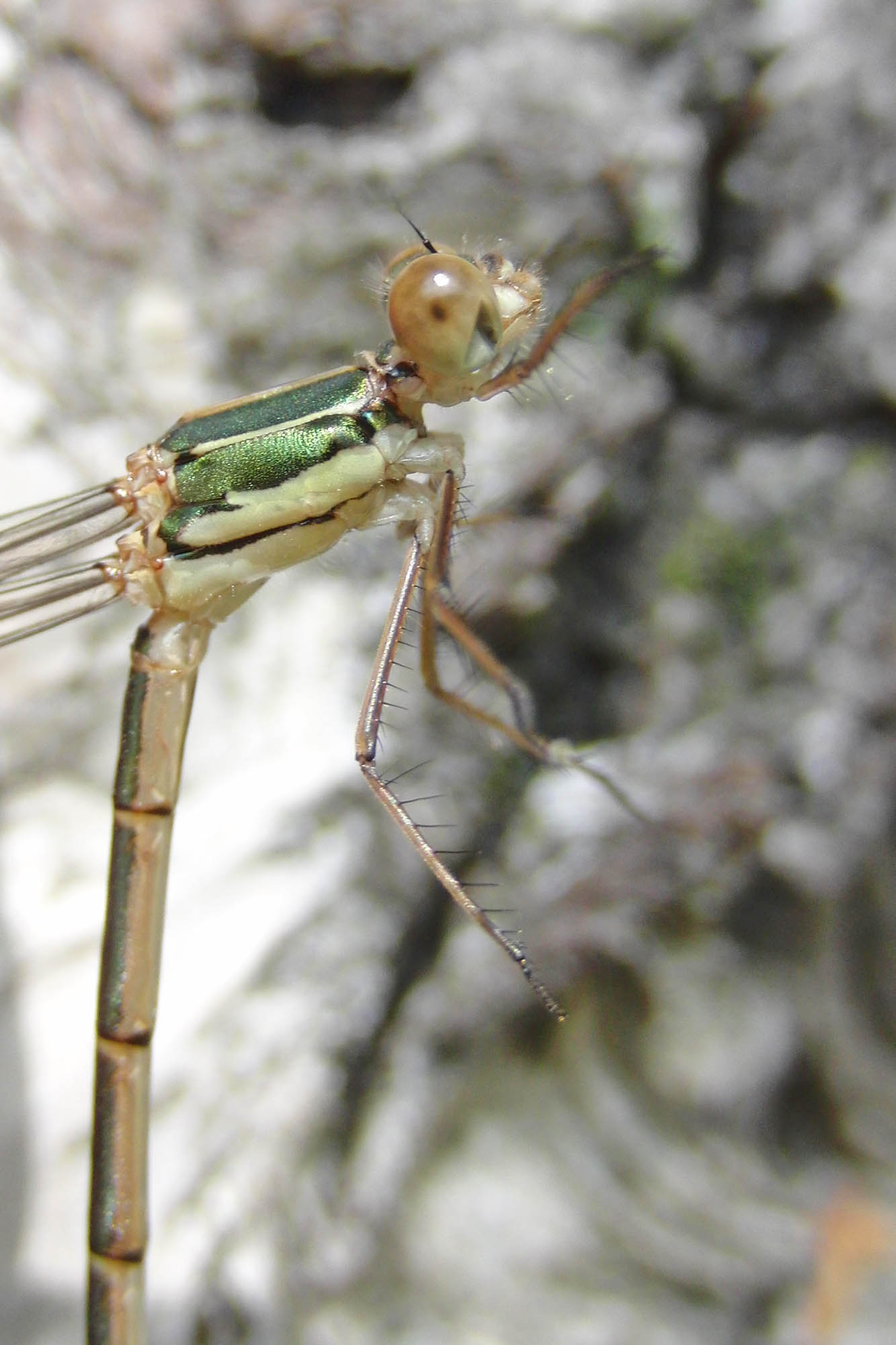 Lestes viridis? no, Lestes virens vestalis