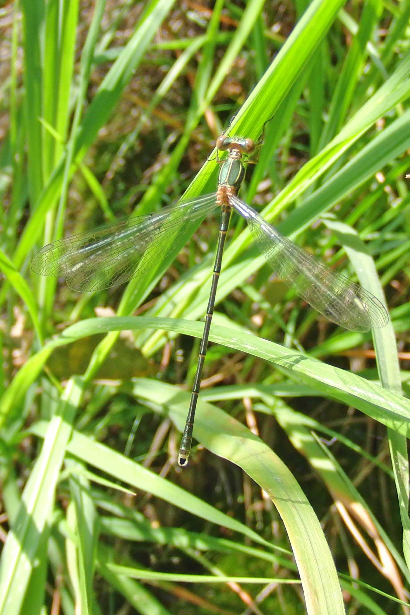 Lestes viridis? no, Lestes virens vestalis