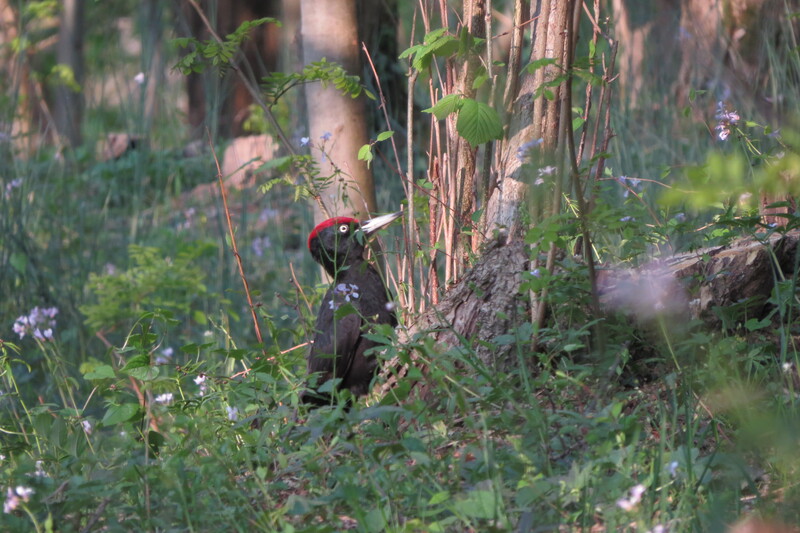 Picchio nero (Dryocopus martius)