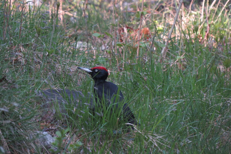 Picchio nero (Dryocopus martius)
