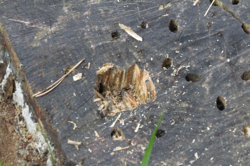 Picchio nero (Dryocopus martius)