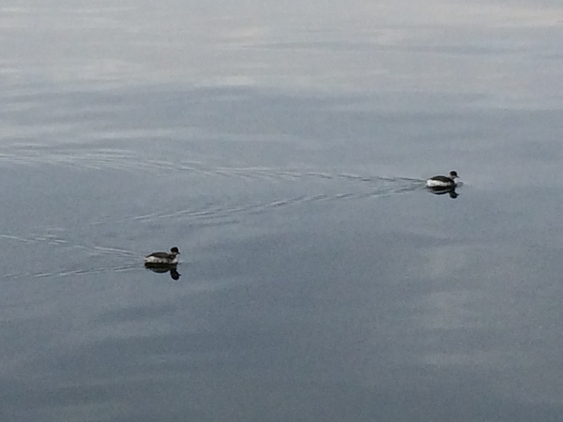 Svasso piccolo (Podiceps nigricollis)