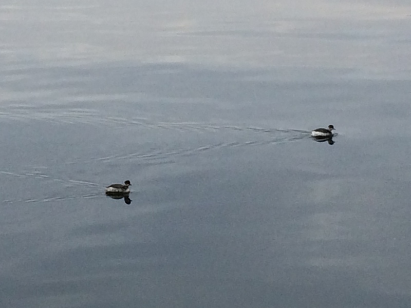 Svasso piccolo (Podiceps nigricollis)