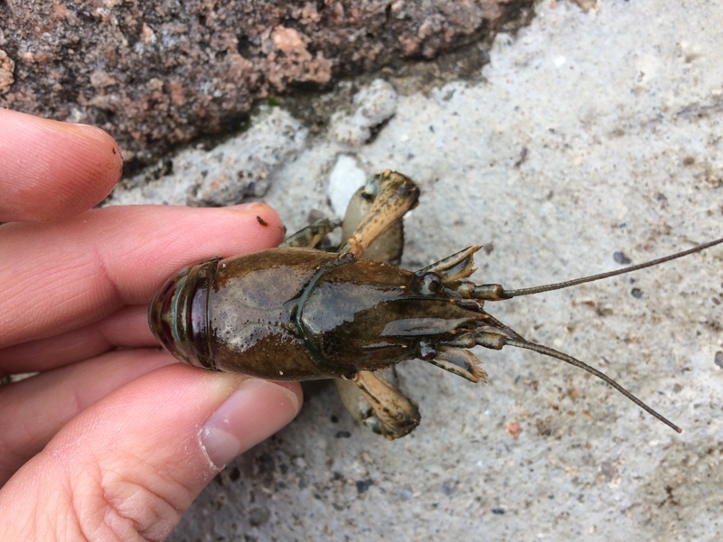 Identificazione gambero:  Orconectes limosus