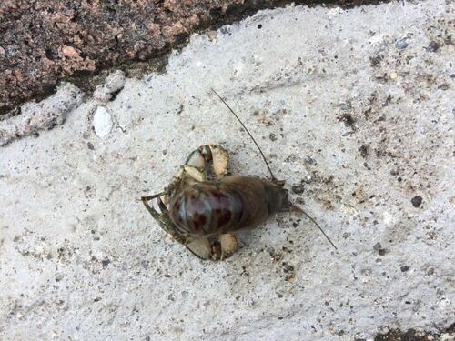 Identificazione gambero:  Orconectes limosus