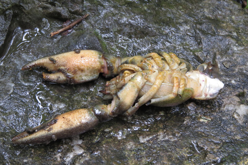Identificazione resti gambero:  Orconectes limosus