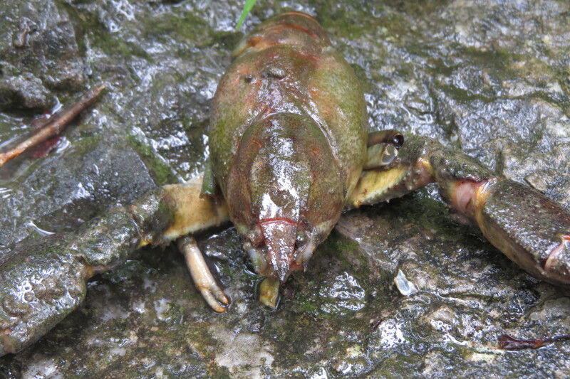 Identificazione resti gambero:  Orconectes limosus