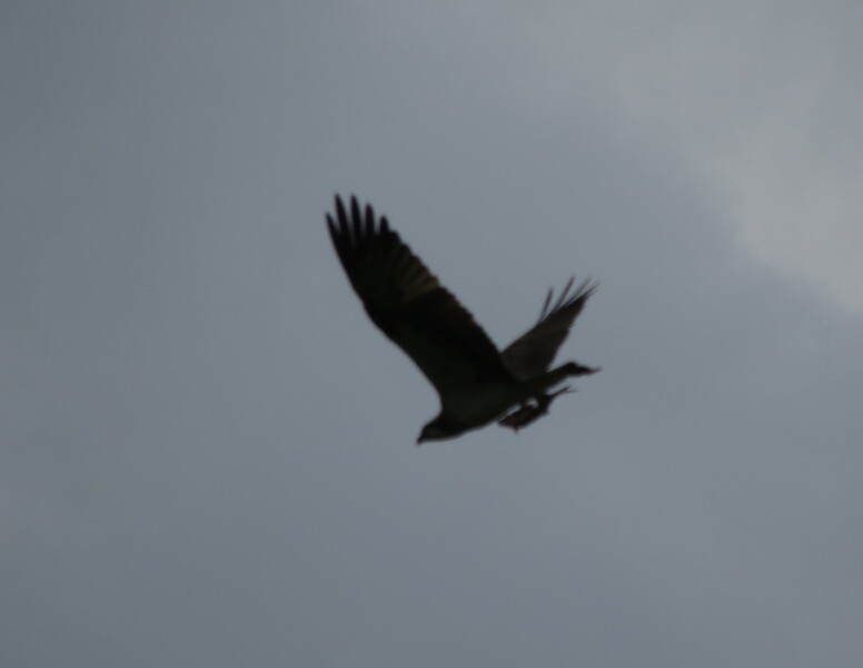 Falco di palude? No, Falco pescatore