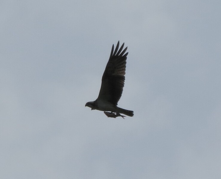Falco di palude? No, Falco pescatore