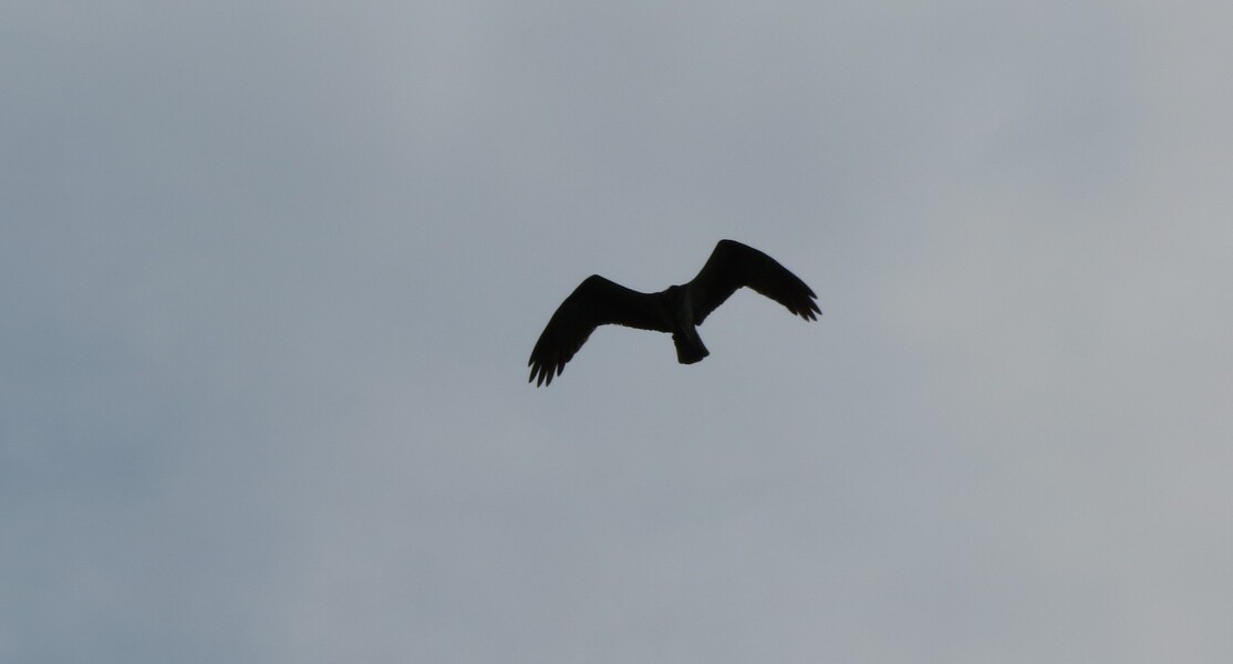 Falco di palude? No, Falco pescatore