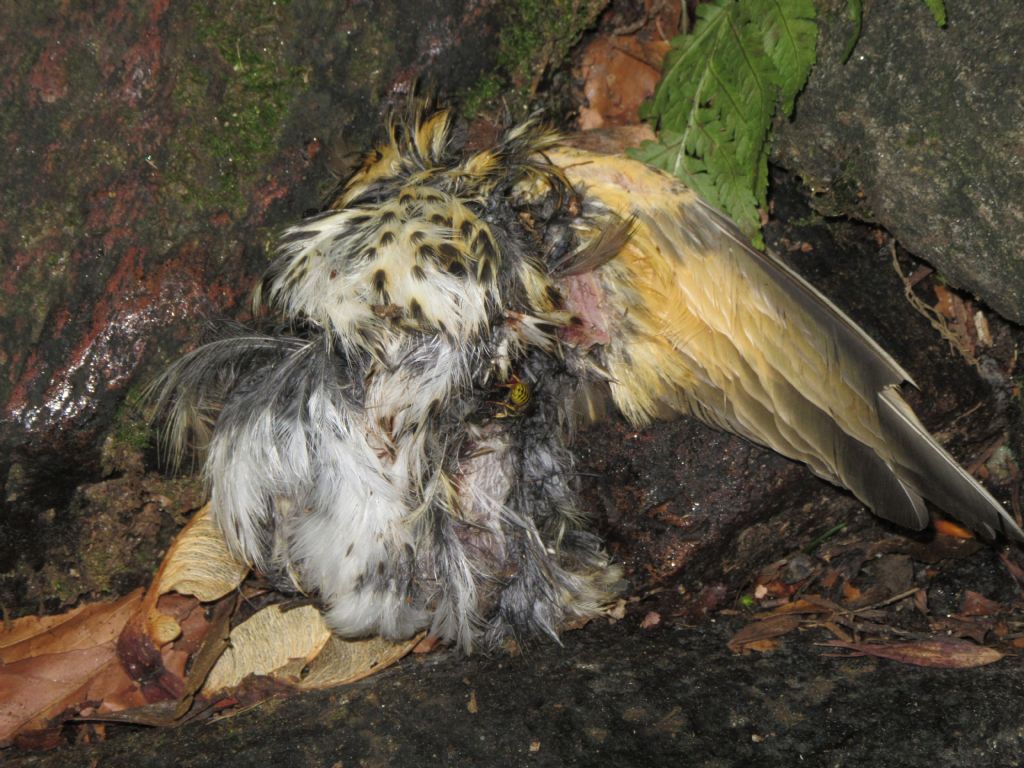 Identificazione resti uccello: Tordo bottaccio