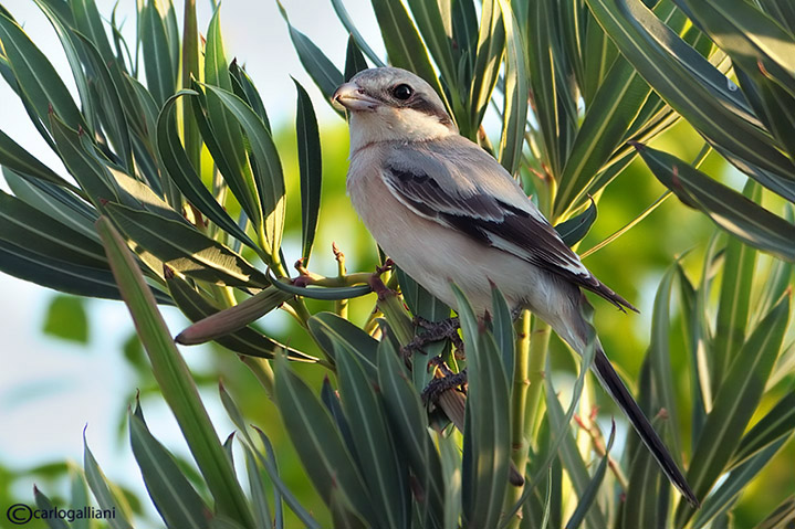 Qualche scatto ripreso