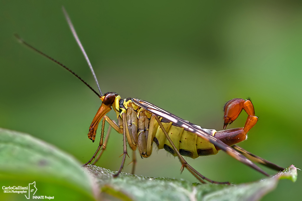 Panorpa gr. communis, maschio