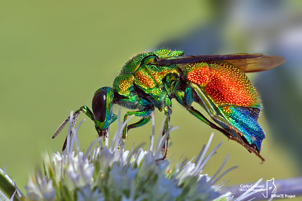 Chrysididae: Stilbum cyanurum