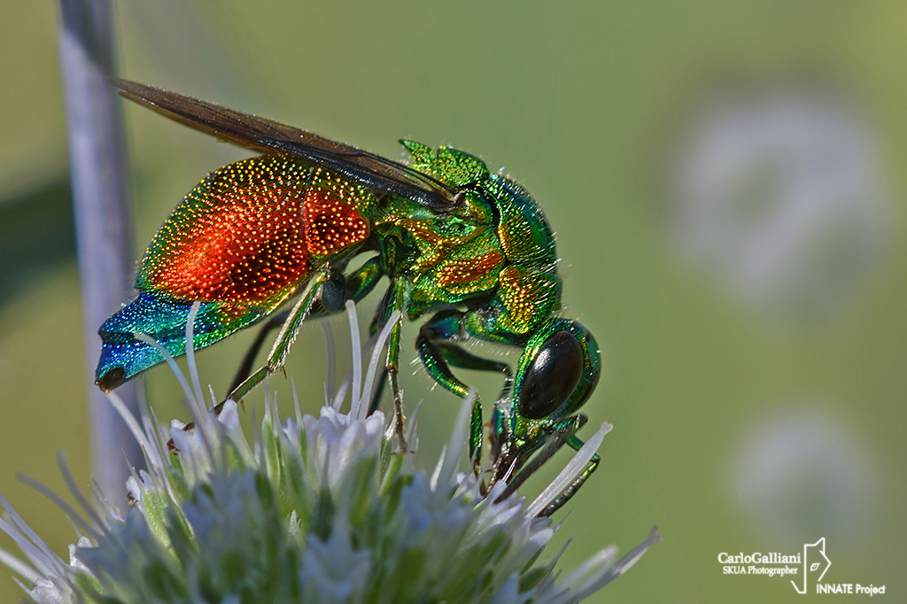 Chrysididae: Stilbum cyanurum