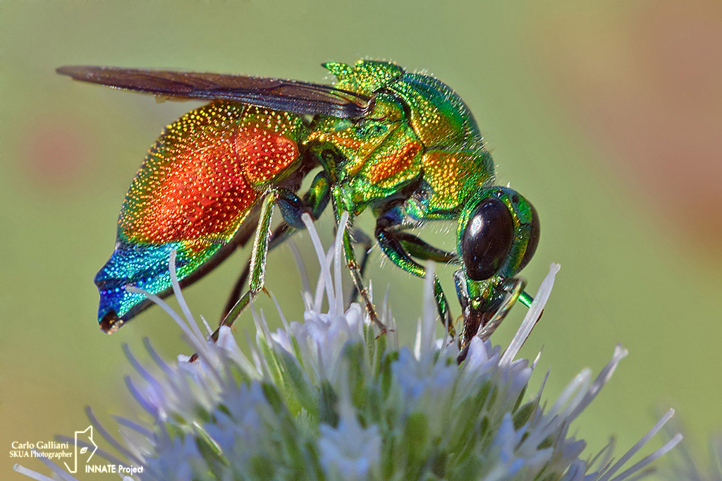 Chrysididae: Stilbum cyanurum