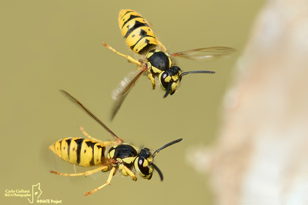 Vespula germanica