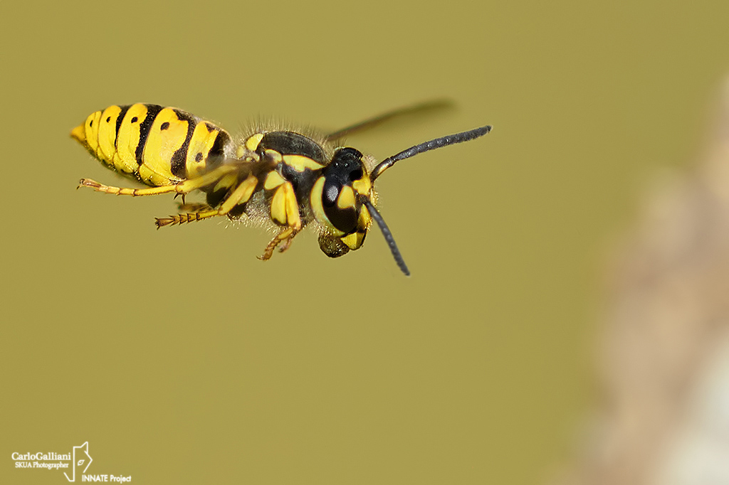 Vespula germanica