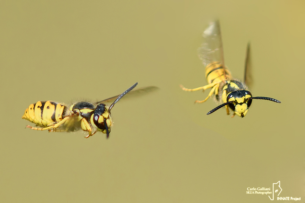 Vespula germanica