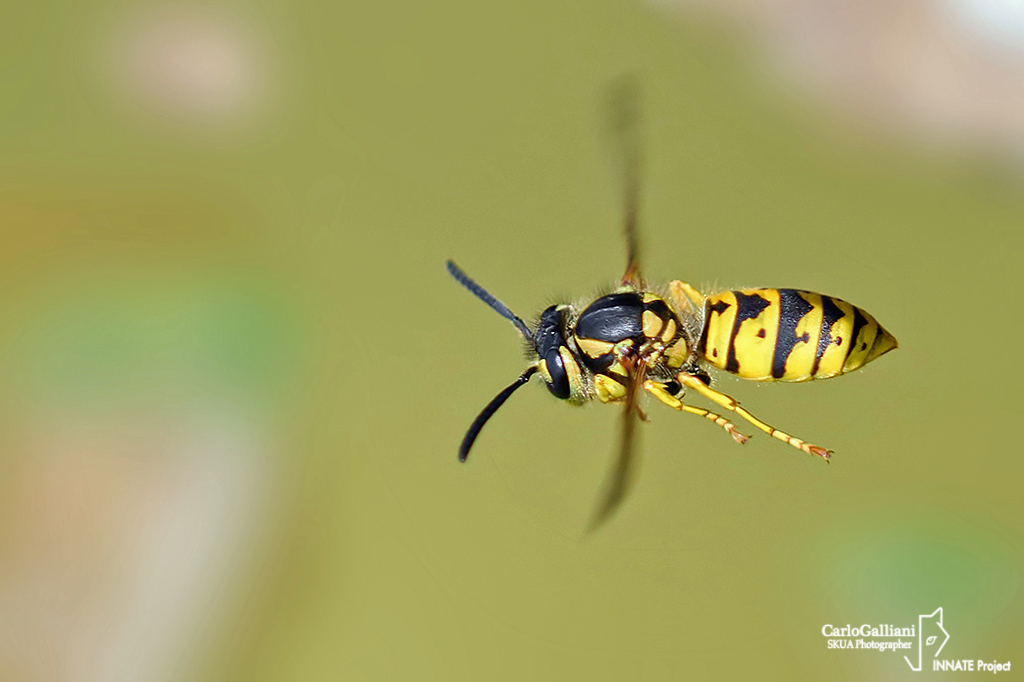 Vespula germanica