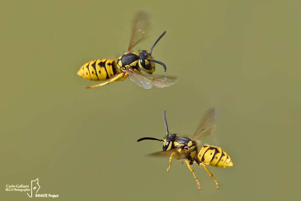 Vespula germanica