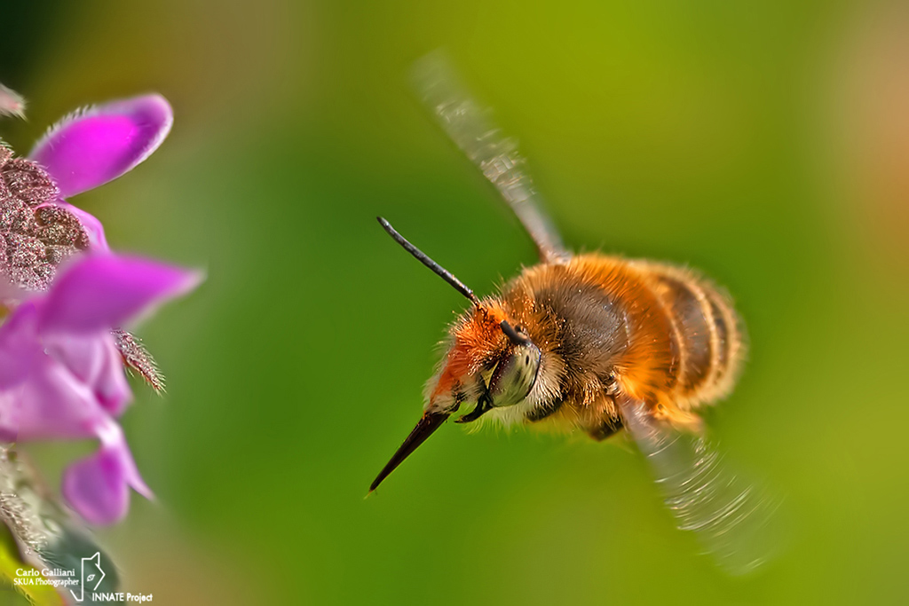 Apidae Anthophorinae: femmina di Anthophora plumipes