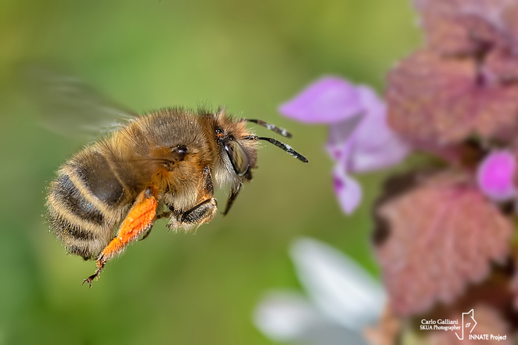 Apidae Anthophorinae: femmina di Anthophora plumipes