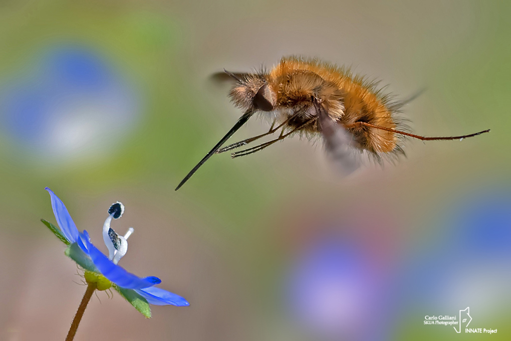 Bombylius major