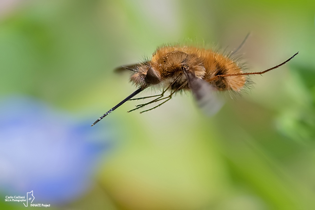 Bombylius major