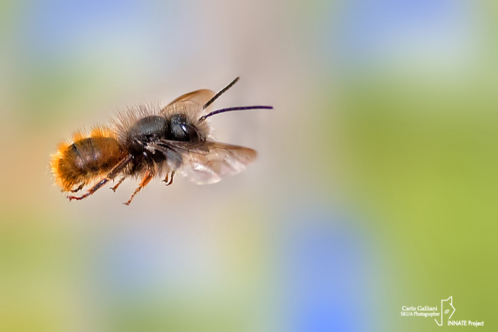 Osmia cornuta ????