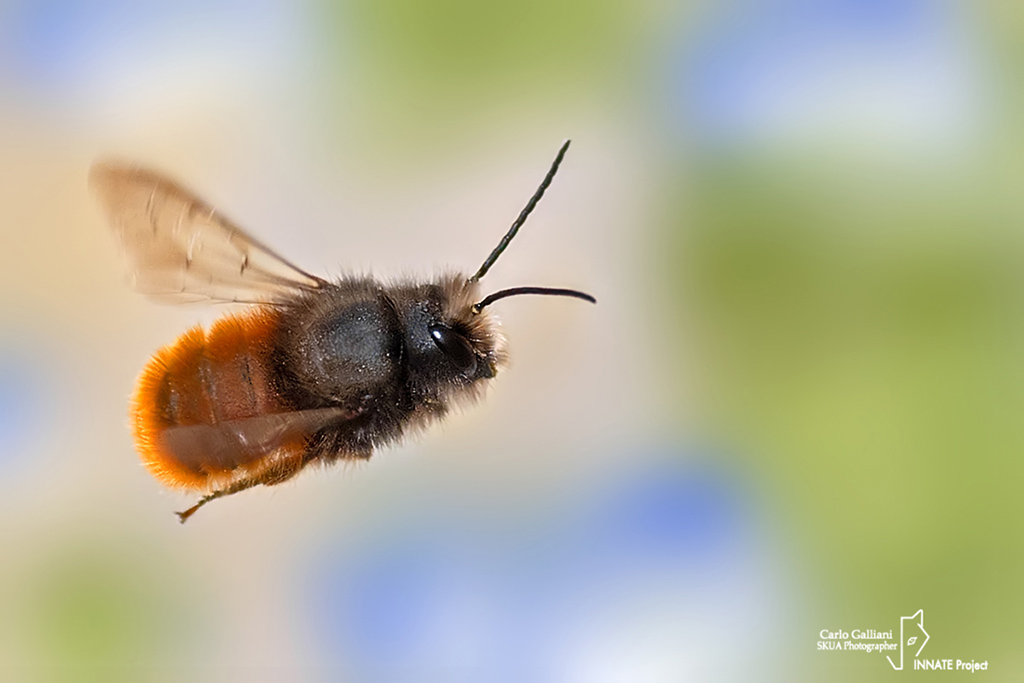 Osmia cornuta ????