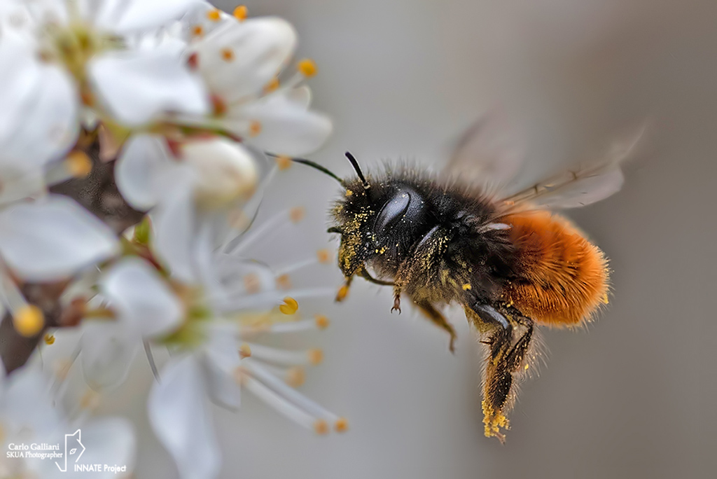 Osmia cornuta ????