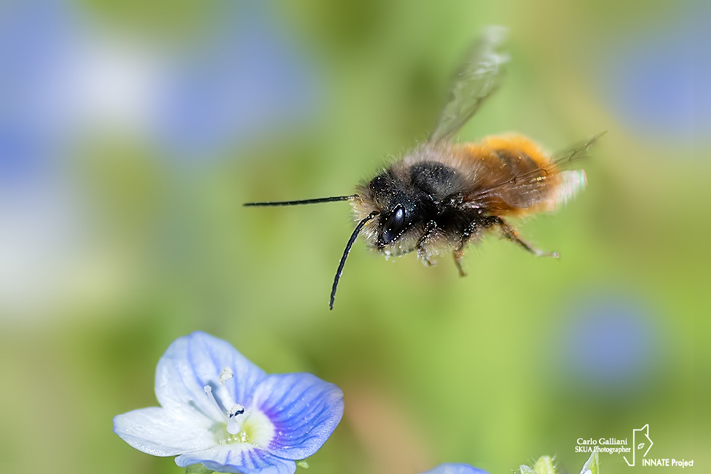 Osmia cornuta ????