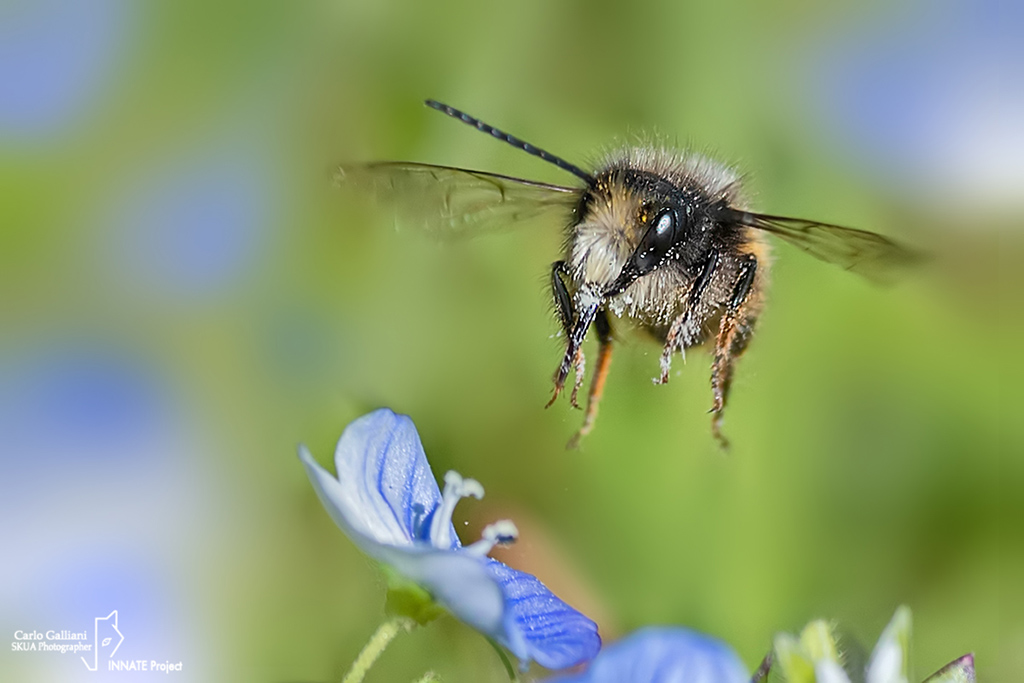 Osmia cornuta ????