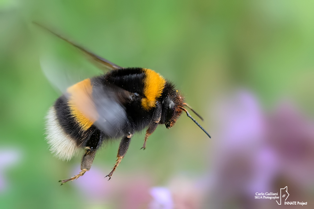 Bombus terrestris