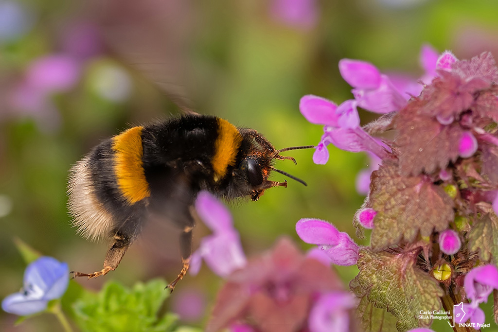 Bombus terrestris