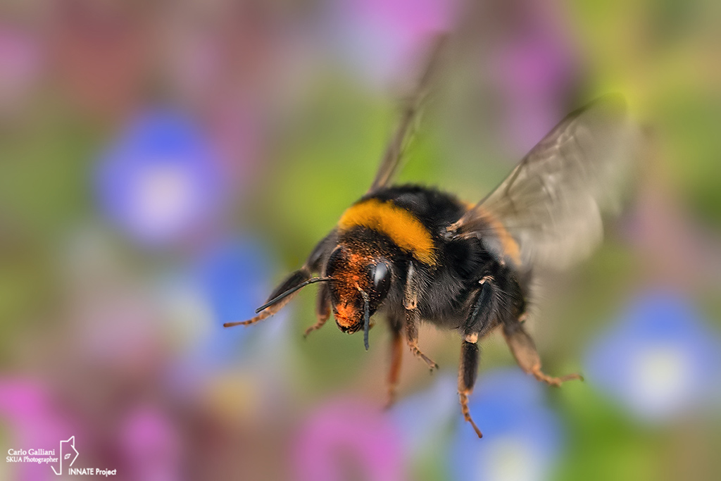 Bombus terrestris