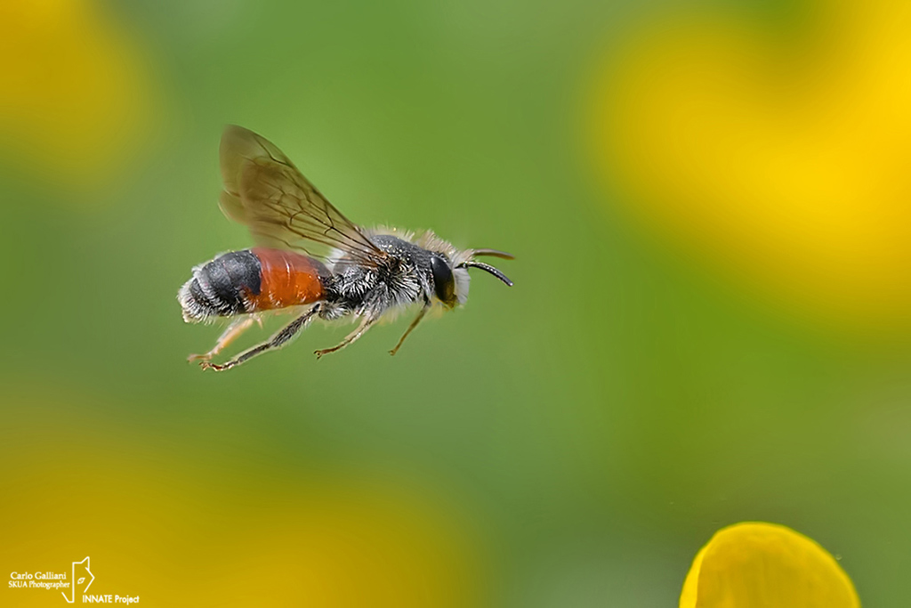 Andrena sp. ??????