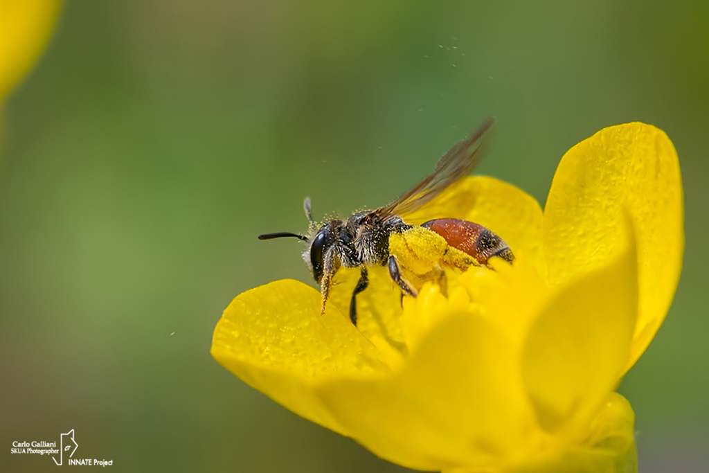 Andrena sp. ??????